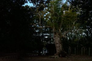 【Lightroom】写真編集用語　露光量とは①