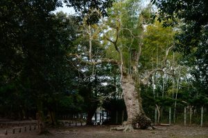 【Lightroom】写真編集用語　露光量とは②