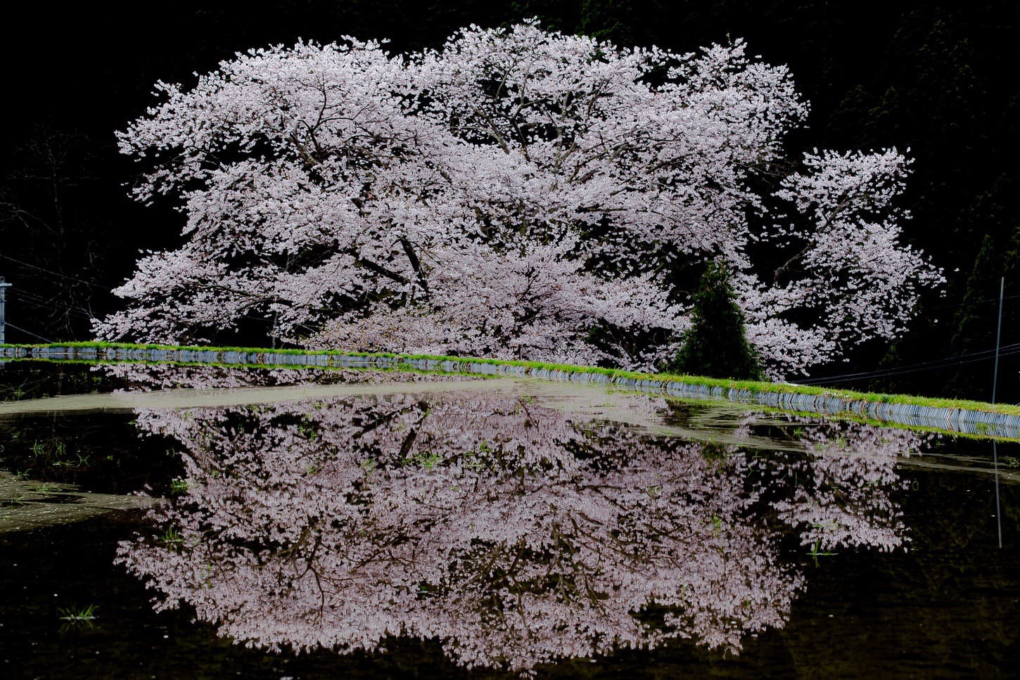 関西桜撮影スポット　奈良県宇陀市　諸木野の桜