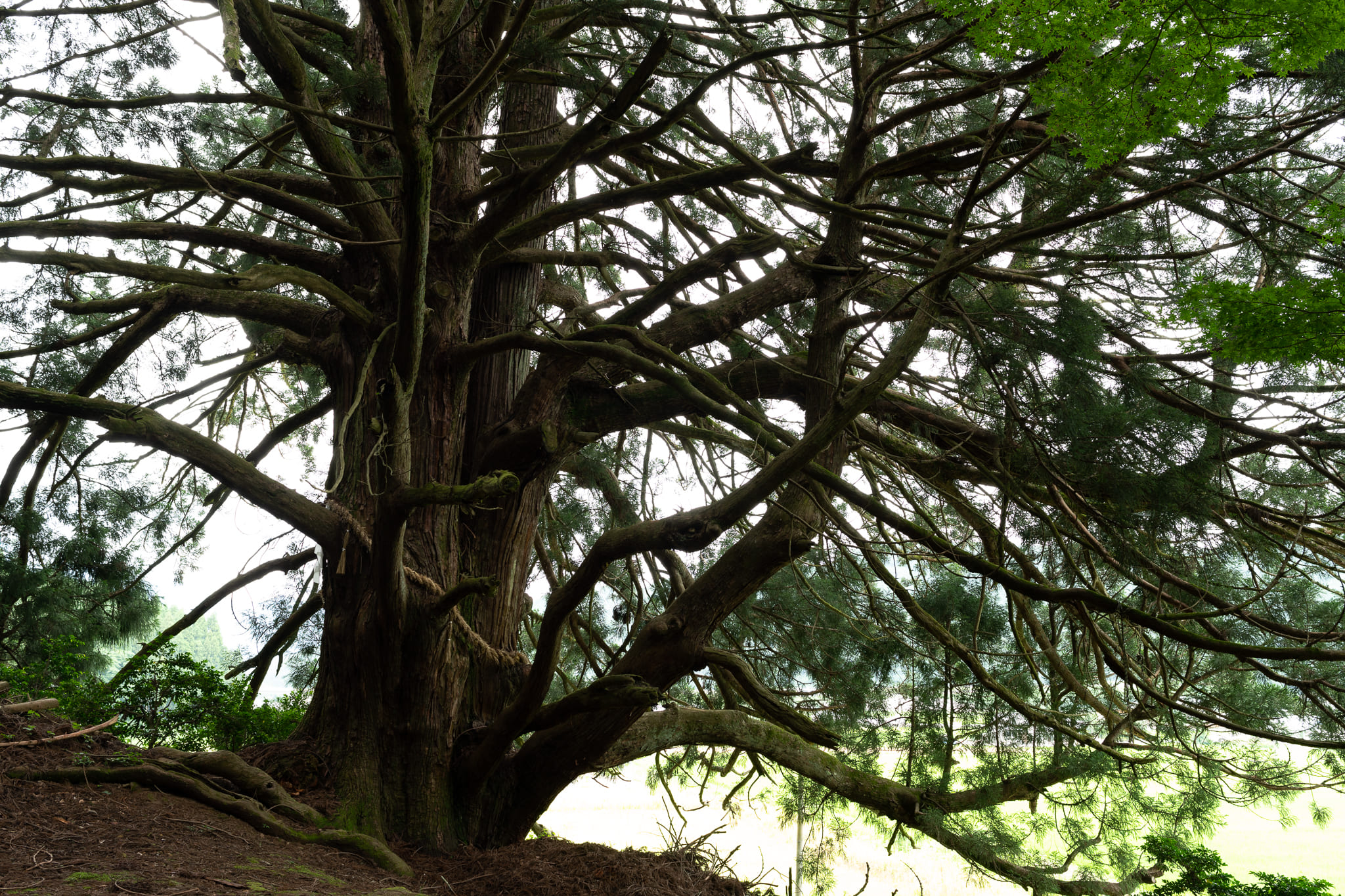エモいフィルム調加工　巨木撮ってだし元写真